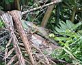 Img___0080d-leguan zeleny-green iguana.jpg
